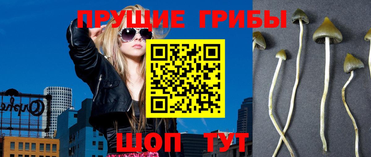 Кропоткин  Псилоцибиновые грибы Psilocybine cubensis  Вход с VPN  даркнет сайт  Псилоцибиновые грибы Magic Shrooms 